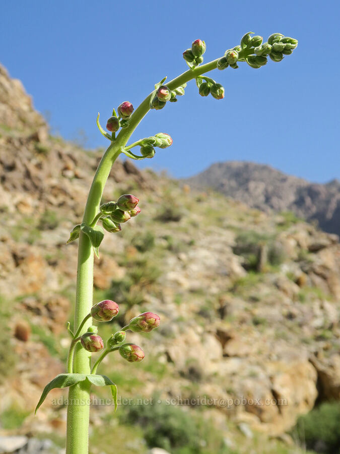 Palmer's penstemon, budding (Penstemon palmeri) [Crystal Springs, San Bernardino County, California]