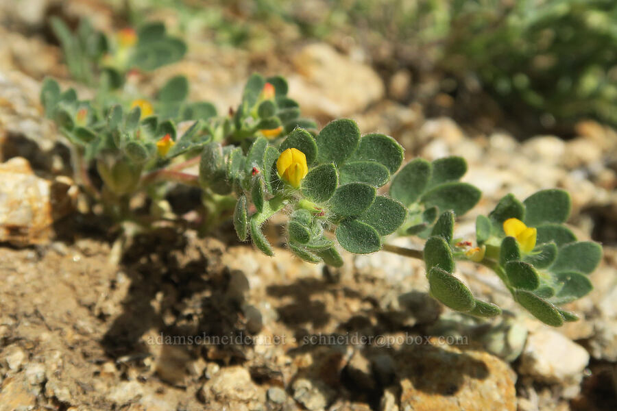 short-pod lotus (Acmispon brachycarpus (Lotus humistratus)) [Crystal Springs, San Bernardino County, California]
