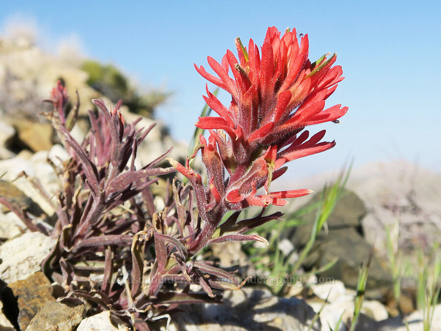 desert paintbrush (Castilleja chromosa) [Excelsior Mine Road, San Bernardino County, California]