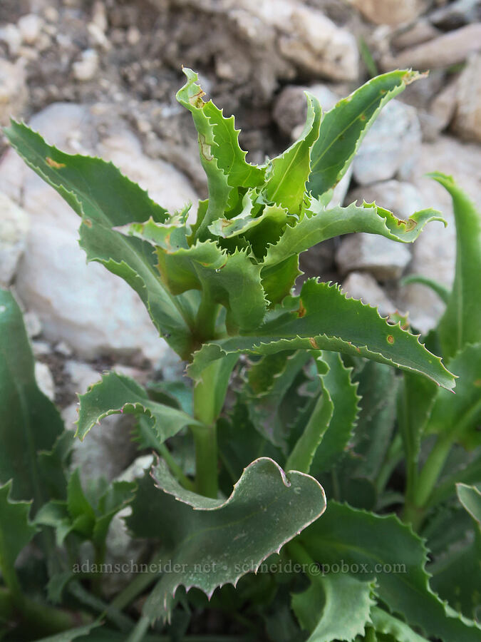 Palmer's penstemon leaves (Penstemon palmeri) [Excelsior Mine Road, San Bernardino County, California]