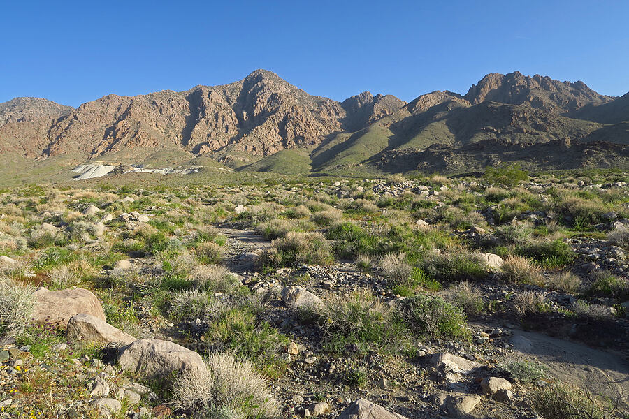 Kingston Range [Excelsior Mine Road, Inyo County, California]