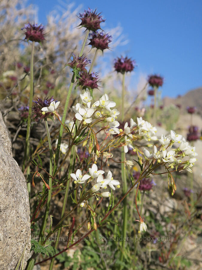 narrow-leaf evening-primrose & chia sage (Eremothera refracta (Camissonia refracta), Salvia columbariae) [Excelsior Mine Road, Inyo County, California]