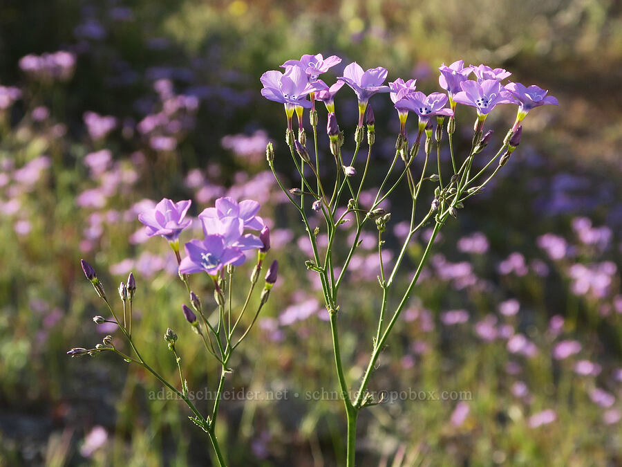 showy gilia (Gilia cana) [Excelsior Mine Road, Inyo County, California]