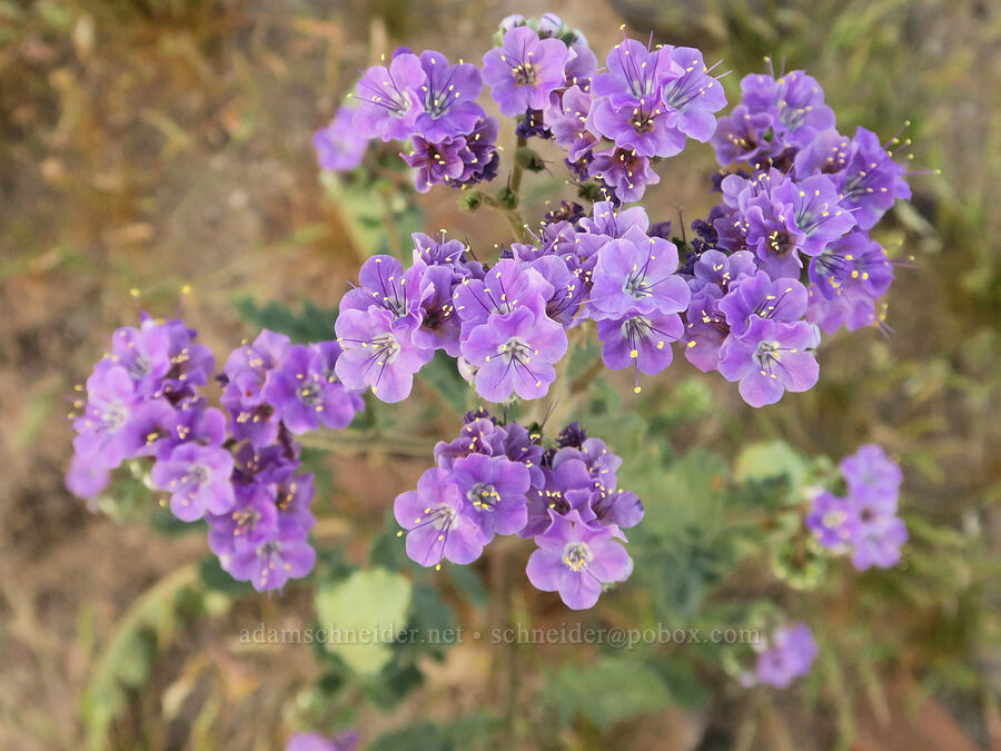 notch-leaf phacelia (Phacelia crenulata var. ambigua) [Tule Spring, Inyo County, California]