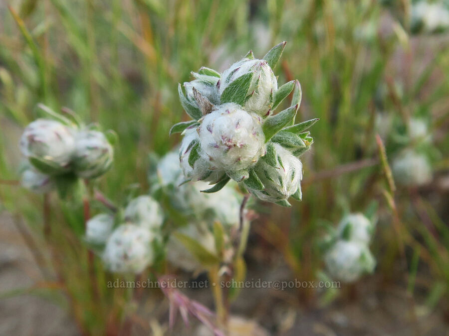 desert nest-straw (Stylocline micropoides) [Tule Spring, Inyo County, California]