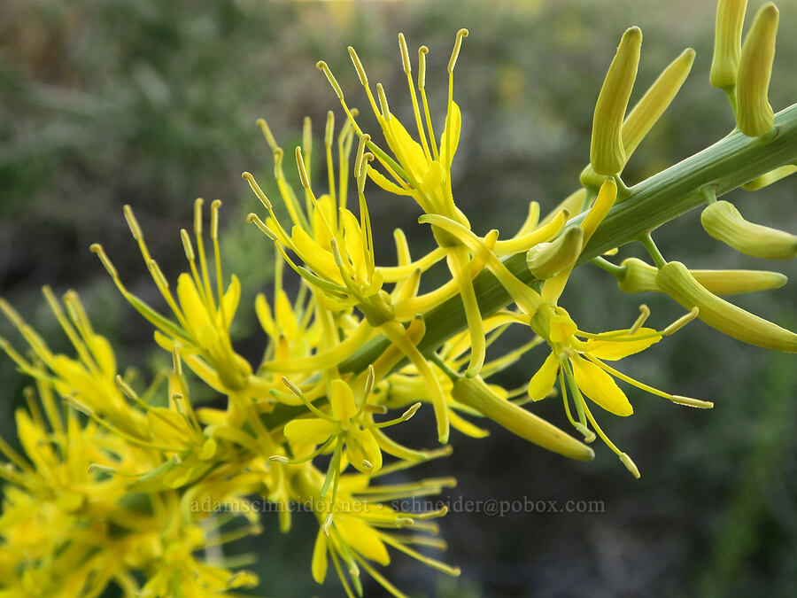 prince's-plume (Stanleya pinnata) [Tule Spring, Inyo County, California]