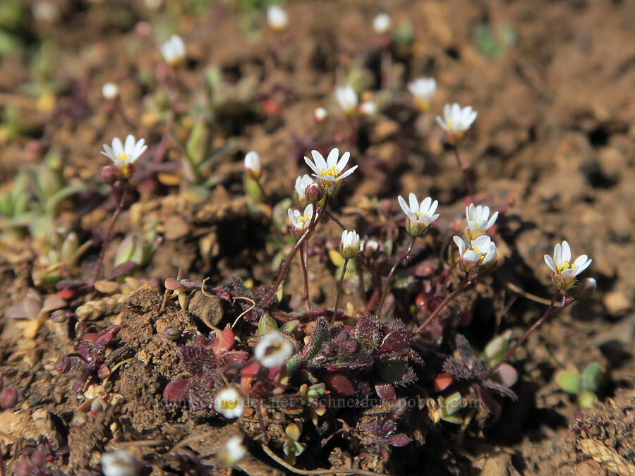 spring draba (Draba verna) [Black Crater Trail, Lava Beds National Monument, Siskiyou County, California]