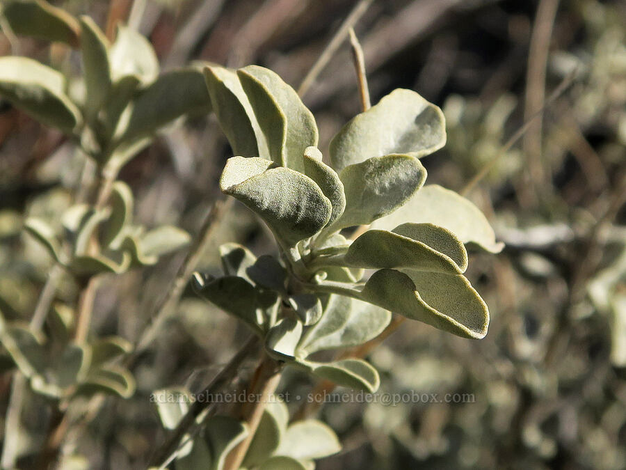 purple sage leaves (Salvia dorrii) [Garden Bridges, Lava Beds National Monument, Siskiyou County, California]
