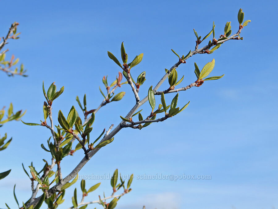 curl-leaf mountain-mahogany leaves (Cercocarpus ledifolius) [Cave Loop Road, Lava Beds National Monument, Siskiyou County, California]