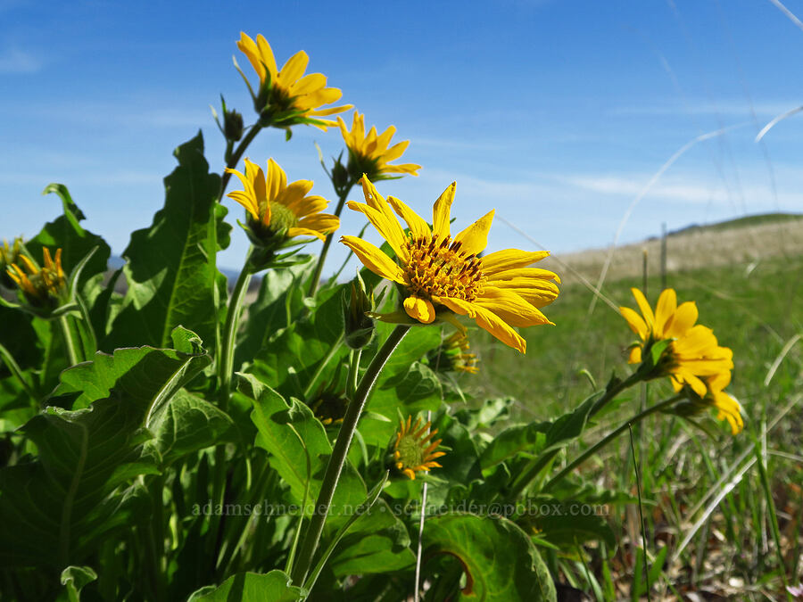 Carey's balsamroot (Balsamorhiza careyana) [Mill Creek Ridge Preserve, Wasco County, Oregon]