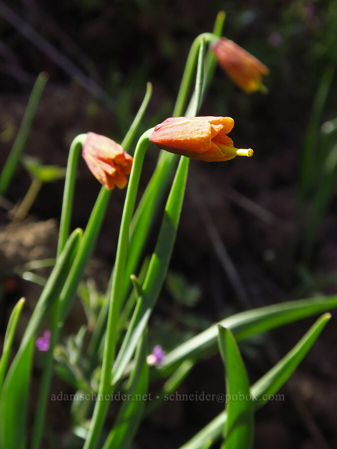 yellow bells, fading to red (Fritillaria pudica) [Mill Creek Ridge Preserve, Wasco County, Oregon]