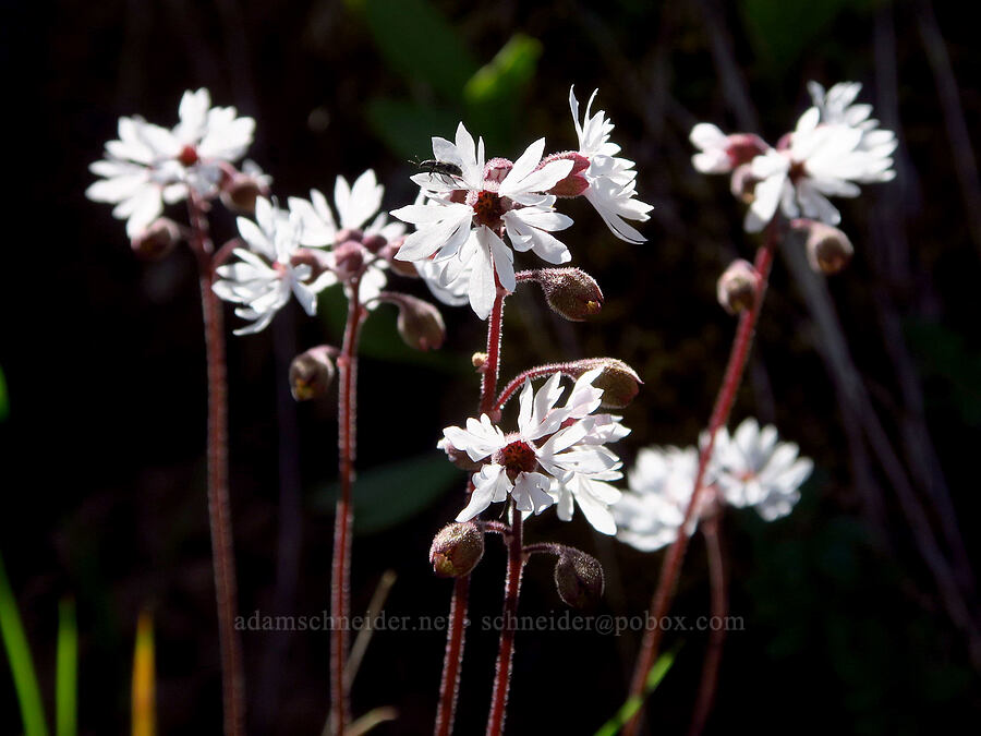 prairie stars (Lithophragma glabrum) [Mill Creek Ridge Preserve, Wasco County, Oregon]