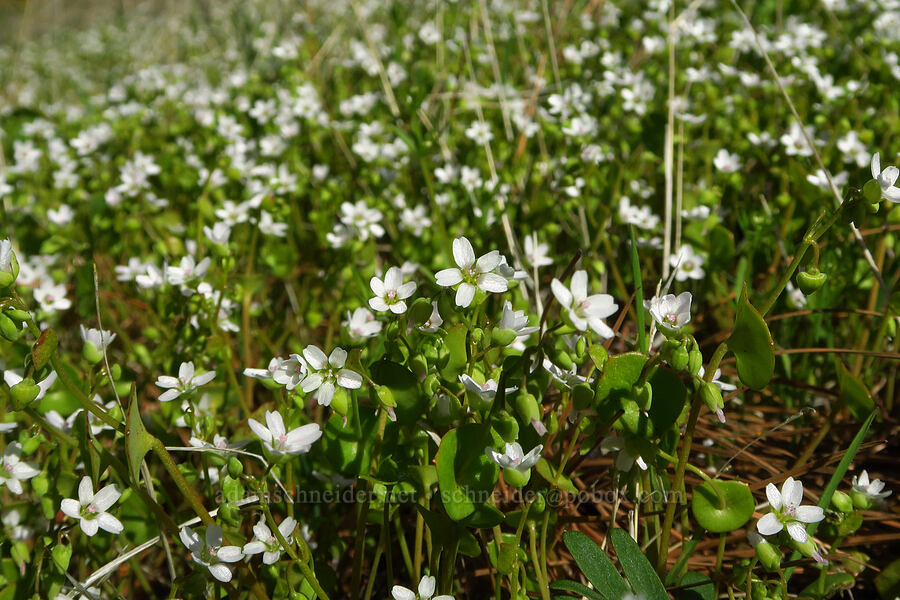 miner's lettuce (Claytonia perfoliata ssp. intermontana) [Mill Creek Ridge Preserve, Wasco County, Oregon]