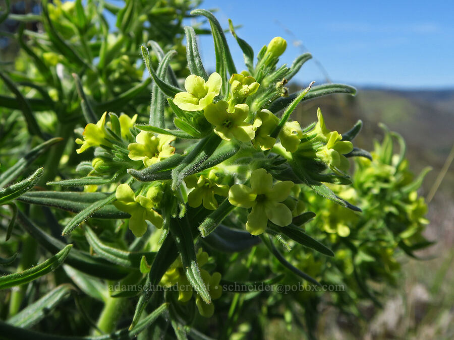 Columbia puccoon (Lithospermum ruderale) [Mill Creek Ridge Preserve, Wasco County, Oregon]