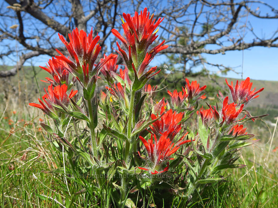harsh paintbrush (Castilleja hispida) [Mill Creek Ridge Preserve, Wasco County, Oregon]