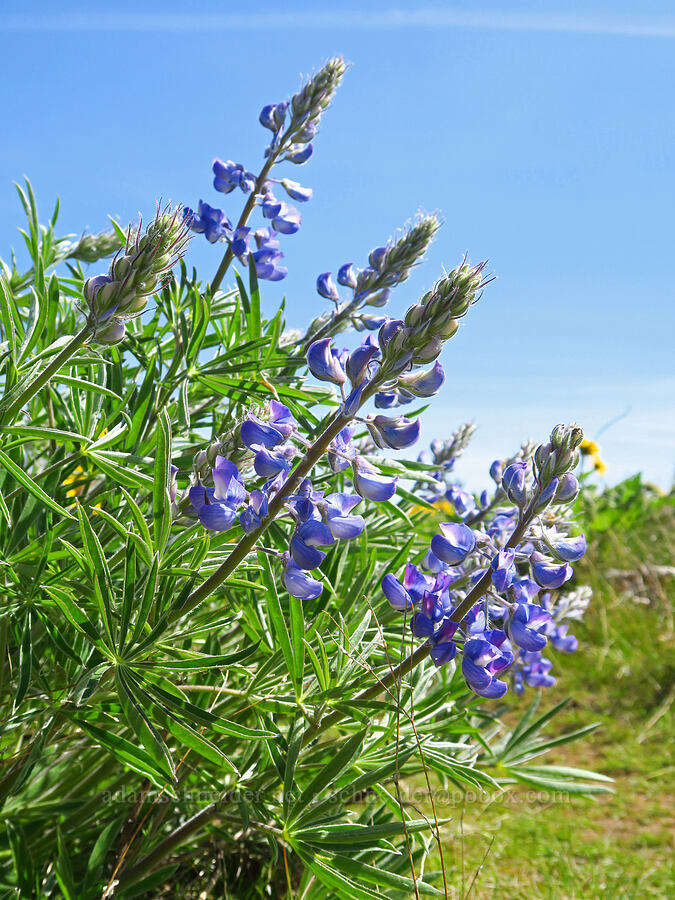 lupines (Lupinus sp.) [Mill Creek Ridge Preserve, Wasco County, Oregon]