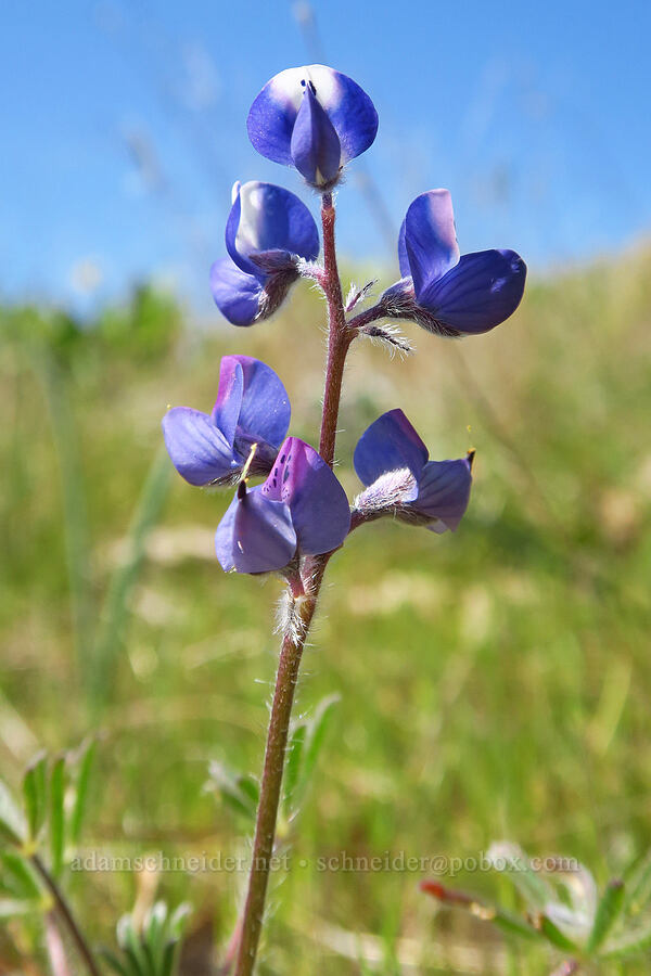 miniature lupine (Lupinus bicolor) [Mill Creek Ridge Preserve, Wasco County, Oregon]