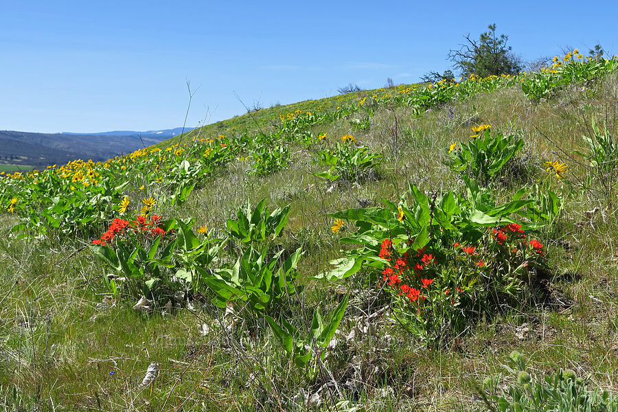 paintbrush & balsamroot (Castilleja hispida, Balsamorhiza sp.) [Mill Creek Ridge Preserve, Wasco County, Oregon]