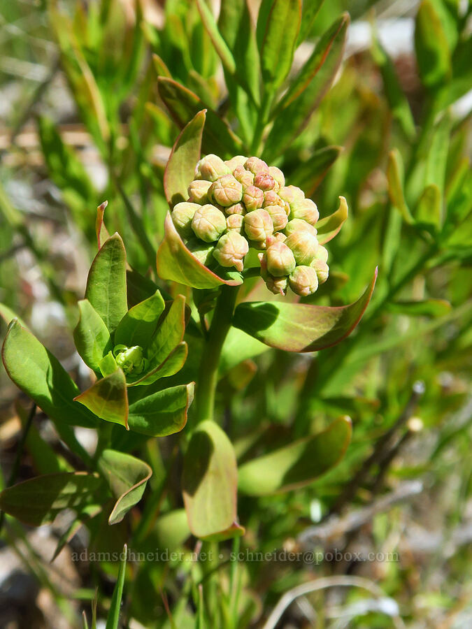 bastard toad-flax, budding (Comandra umbellata) [Mill Creek Ridge Preserve, Wasco County, Oregon]
