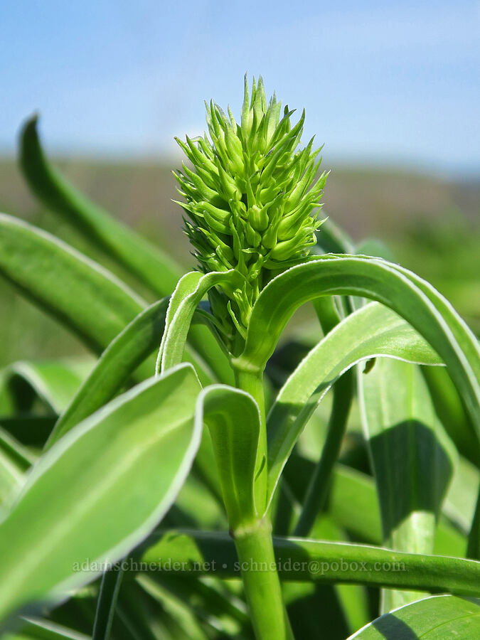 white-stem frasera, budding (Frasera albicaulis var. columbiana (Swertia columbiana)) [Mill Creek Ridge Preserve, Wasco County, Oregon]
