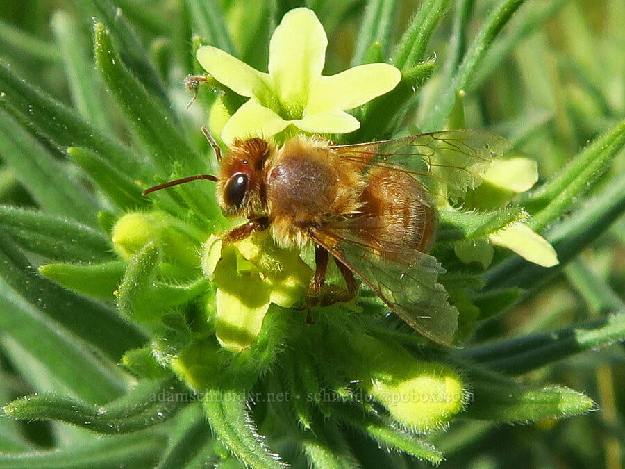 reddish honeybee on Columbia puccoon (Apis mellifera, Lithospermum ruderale) [Mill Creek Ridge Preserve, Wasco County, Oregon]