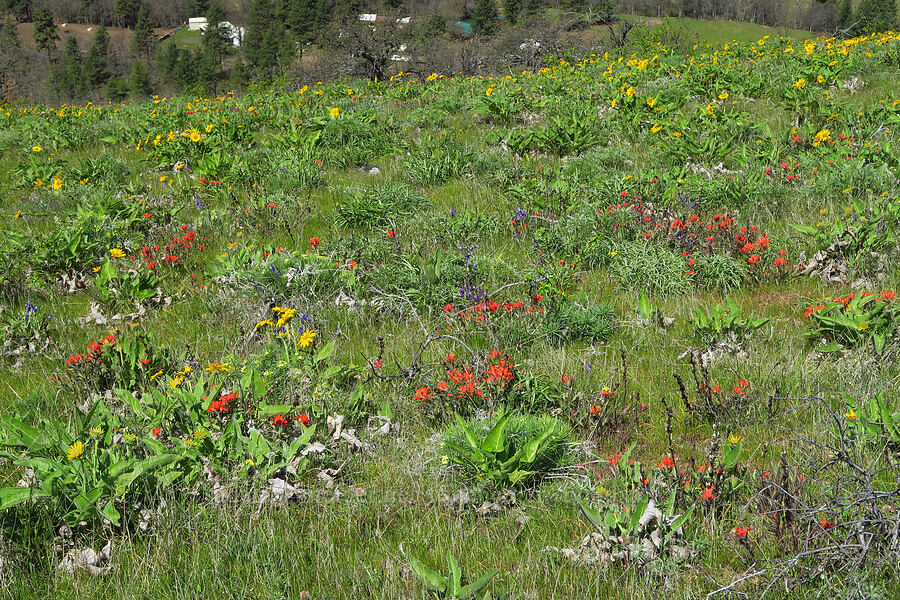 wildflowers [Mill Creek Ridge Preserve, Wasco County, Oregon]
