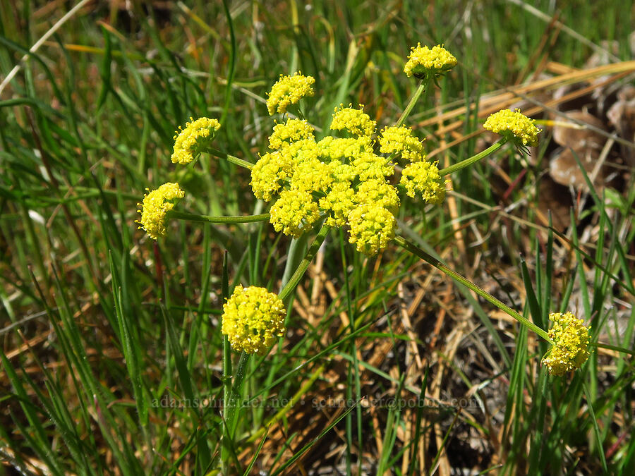 nine-leaf desert parsley (Lomatium brevifolium (Lomatium triternatum var. brevifolium)) [Mill Creek Ridge Preserve, Wasco County, Oregon]