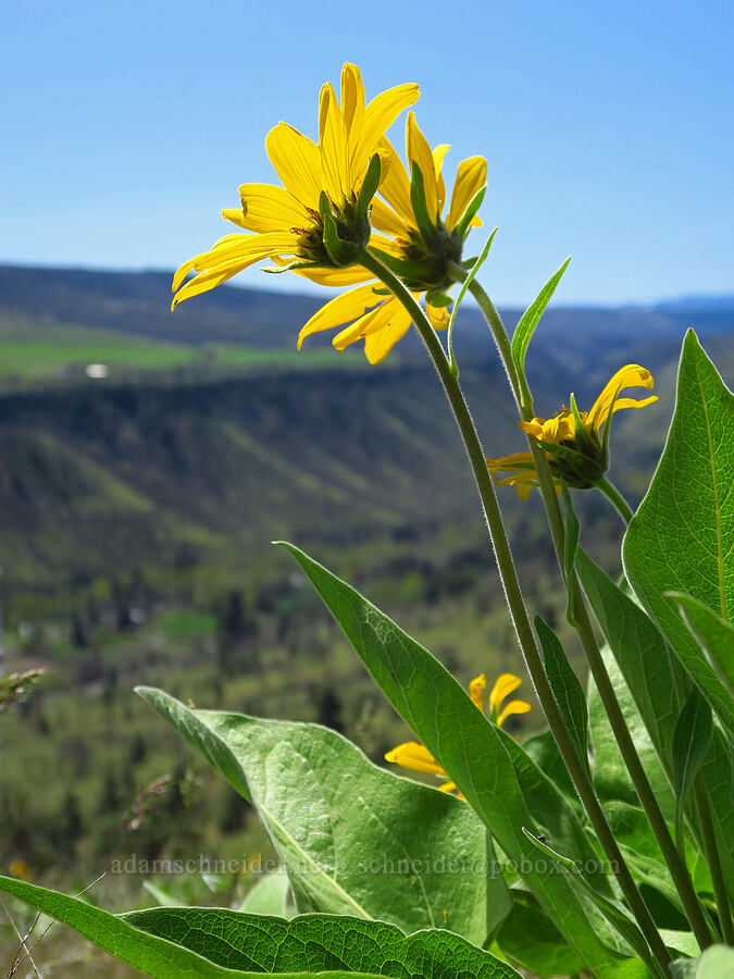 arrow-leaf (?) balsamroot (Balsamorhiza sagittata) [Mill Creek Ridge Preserve, Wasco County, Oregon]