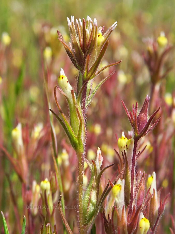 narrow-leaf owl's-clover/paintbrush (Castilleja attenuata (Orthocarpus attenuatus)) [Mill Creek Ridge Preserve, Wasco County, Oregon]