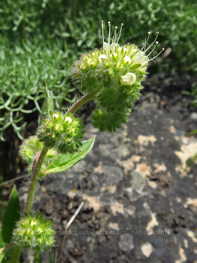 phacelia (Phacelia hastata) [Mill Creek Ridge Preserve, Wasco County, Oregon]