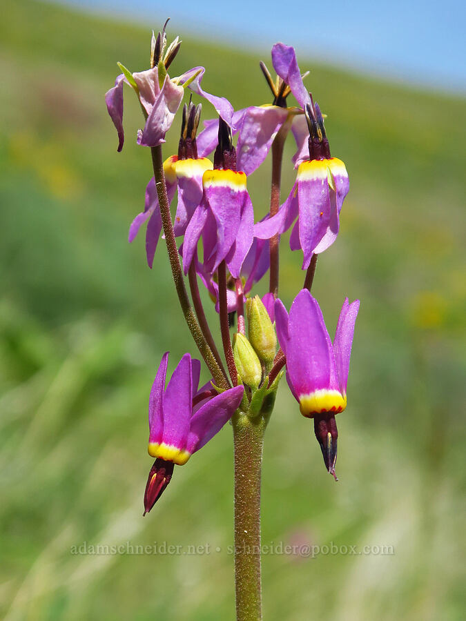poet's shooting-stars (Dodecatheon poeticum (Primula poetica)) [Mill Creek Ridge Preserve, Wasco County, Oregon]
