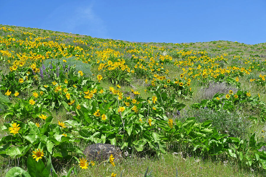 balsamroot (Balsamorhiza sp.) [Mill Creek Ridge Preserve, Wasco County, Oregon]