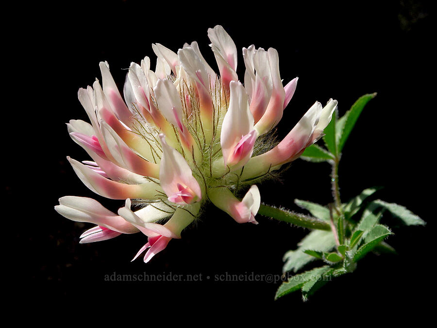 big-head clover (Trifolium macrocephalum) [Mill Creek Ridge Preserve, Wasco County, Oregon]