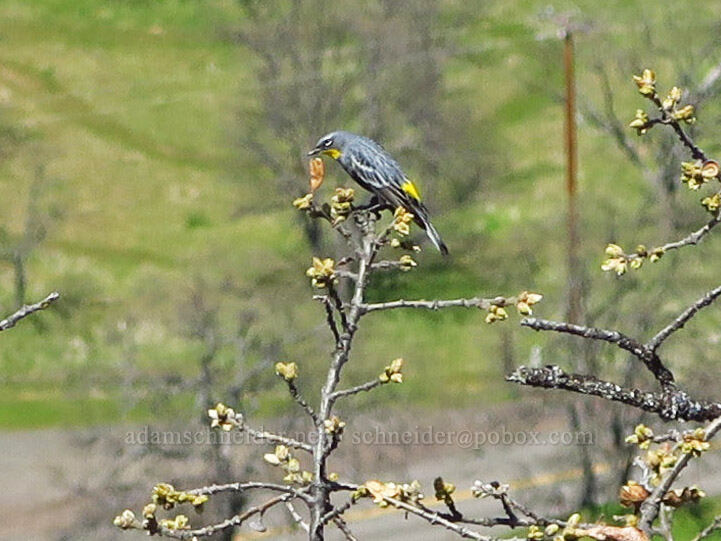 yellow-rumped warbler (Setophaga coronata) [Mill Creek Ridge Preserve, Wasco County, Oregon]