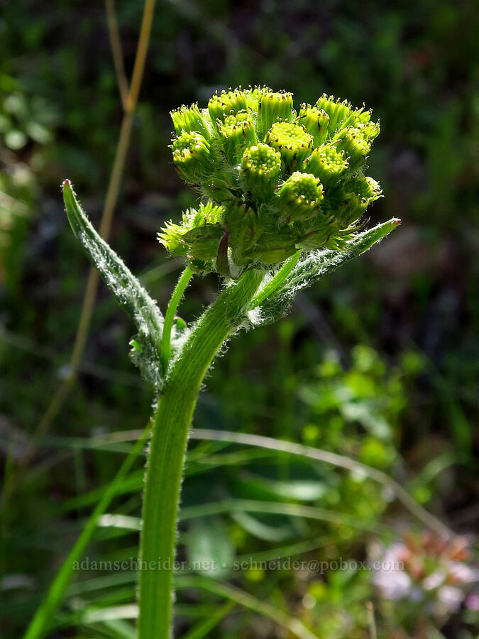 western groundsel (Senecio integerrimus) [Mill Creek Ridge Preserve, Wasco County, Oregon]