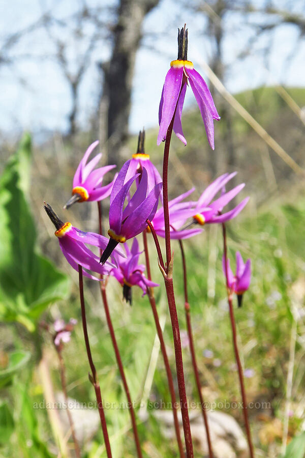 desert shooting-stars (Dodecatheon conjugens (Primula conjugens)) [Mill Creek Ridge Preserve, Wasco County, Oregon]