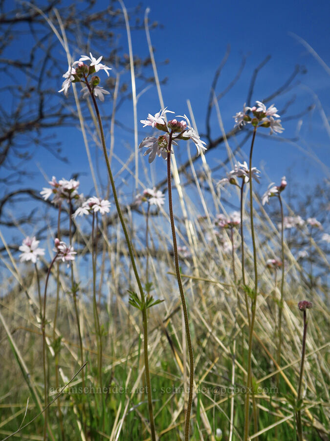 prairie stars (Lithophragma parviflorum) [Mill Creek Ridge Preserve, Wasco County, Oregon]