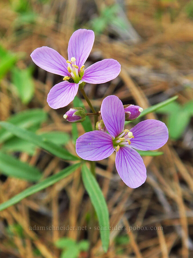 oaks toothwort (Cardamine nuttallii) [Mill Creek Ridge, Wasco County, Oregon]