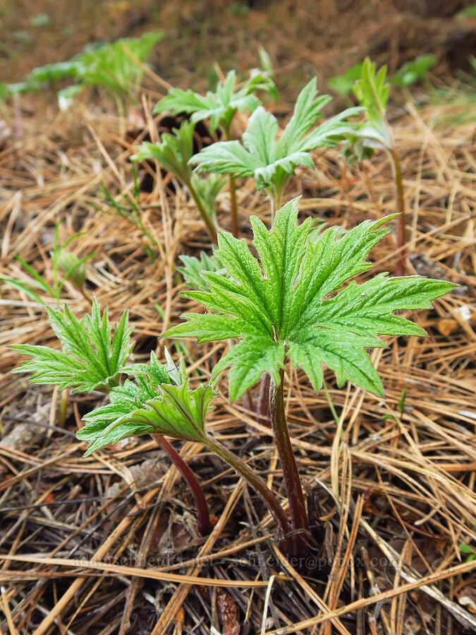 silver-crown leaves (Cacaliopsis nardosmia (Cacalia nardosmia)) [Mill Creek Ridge, Wasco County, Oregon]
