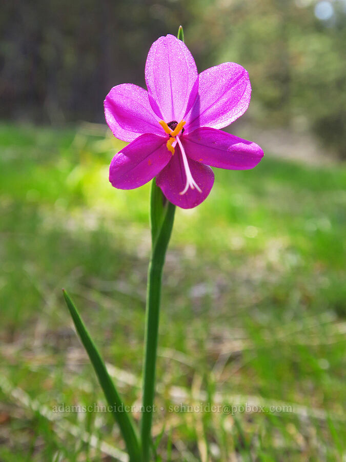 grass-widow (Olsynium douglasii) [Mill Creek Ridge, Wasco County, Oregon]