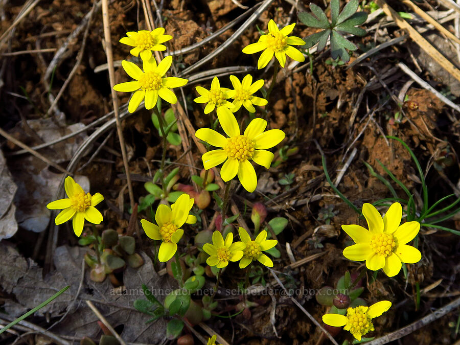 gold stars (Crocidium multicaule) [Mill Creek Ridge, Wasco County, Oregon]