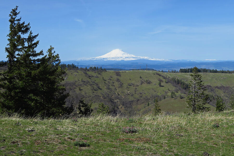 Mount Adams [Mill Creek Ridge, Wasco County, Oregon]