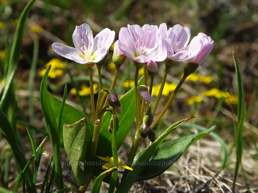 lance-leaf spring-beauty & gold stars (Claytonia lanceolata, Crocidium multicaule) [Mill Creek Ridge, Wasco County, Oregon]