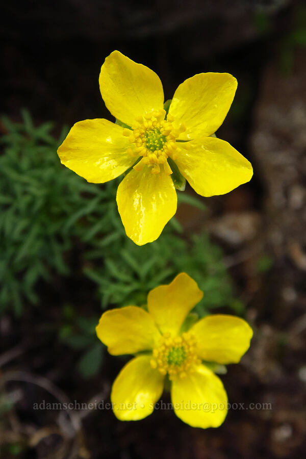 Dalles Mountain buttercup (Ranunculus triternatus (Ranunculus reconditus)) [Mill Creek Ridge, Wasco County, Oregon]