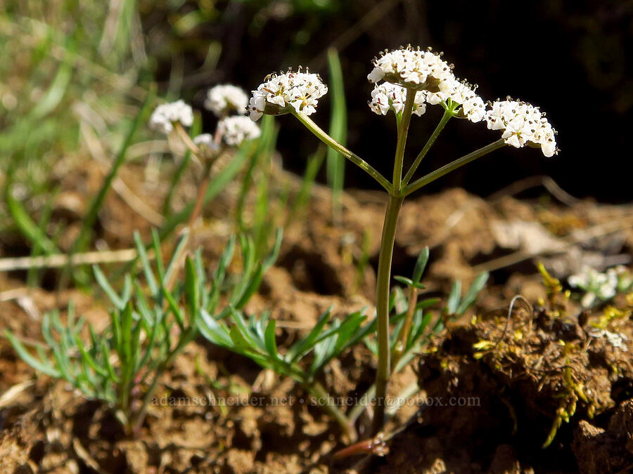 Piper's desert parsley (salt-and-pepper) (Lomatium piperi) [Mill Creek Ridge, Wasco County, Oregon]