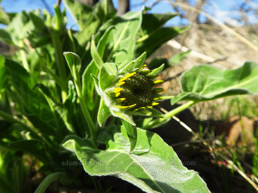 balsamroot, budding (Balsamorhiza sp.) [Mill Creek Ridge, Wasco County, Oregon]