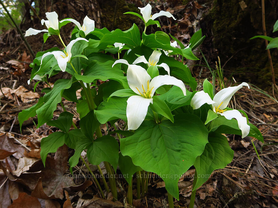 trillium (Trillium ovatum) [Mill Creek Ridge, Wasco County, Oregon]