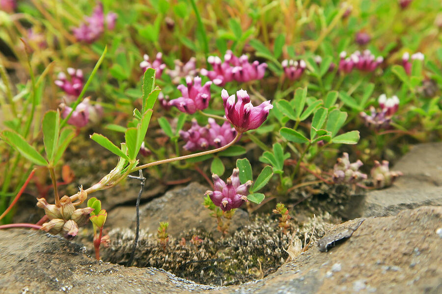 cow-bag clover (Trifolium depauperatum) [North Table Mountain Ecological Reserve, Butte County, California]