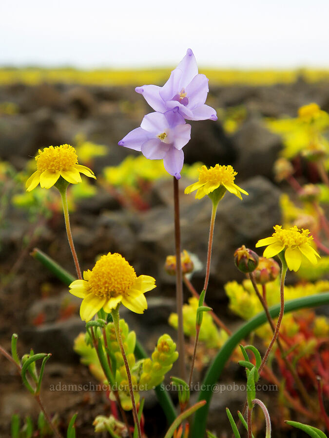 blue dicks & goldfields (Dipterostemon capitatus (Dichelostemma capitatum), Lasthenia sp.) [North Table Mountain Ecological Reserve, Butte County, California]