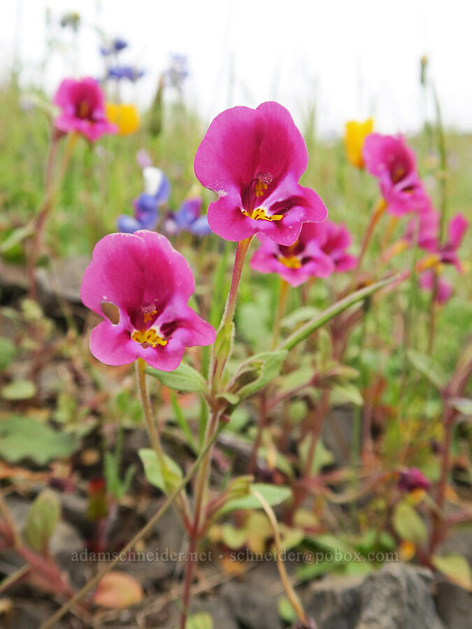 Kellogg's monkeyflower (Diplacus kelloggii (Mimulus kelloggii)) [North Table Mountain Ecological Reserve, Butte County, California]